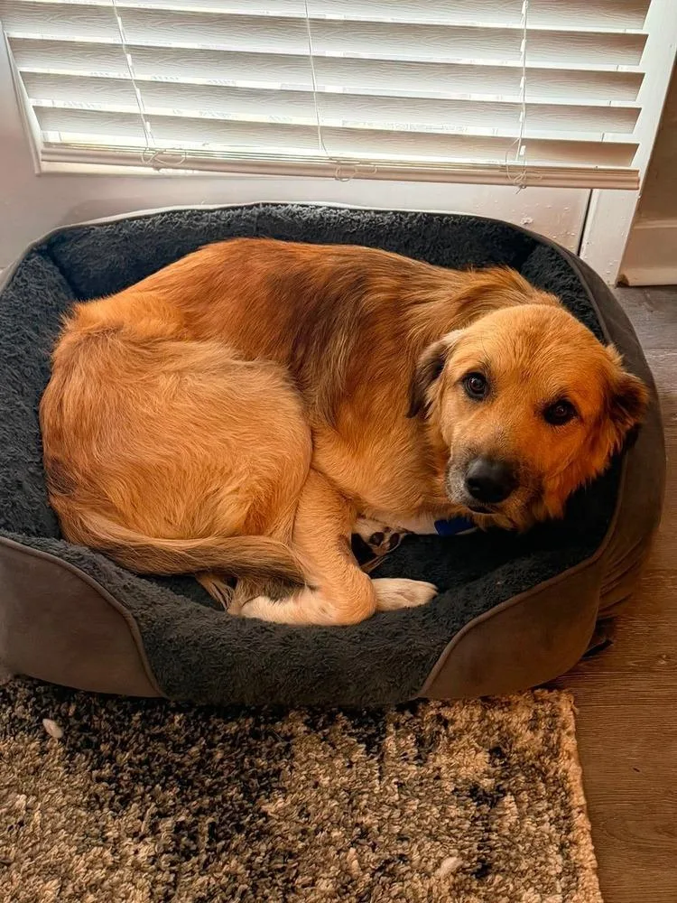 An adult large-sized male Brown / Chocolate Golden Retriever dog named Marvin for adoption in Shawnee, OK
