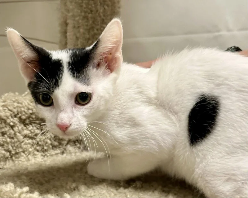 A baby small-sized male Black & White / Tuxedo Domestic Short Hair cat named Cowboy for adoption in Phoenix, AZ