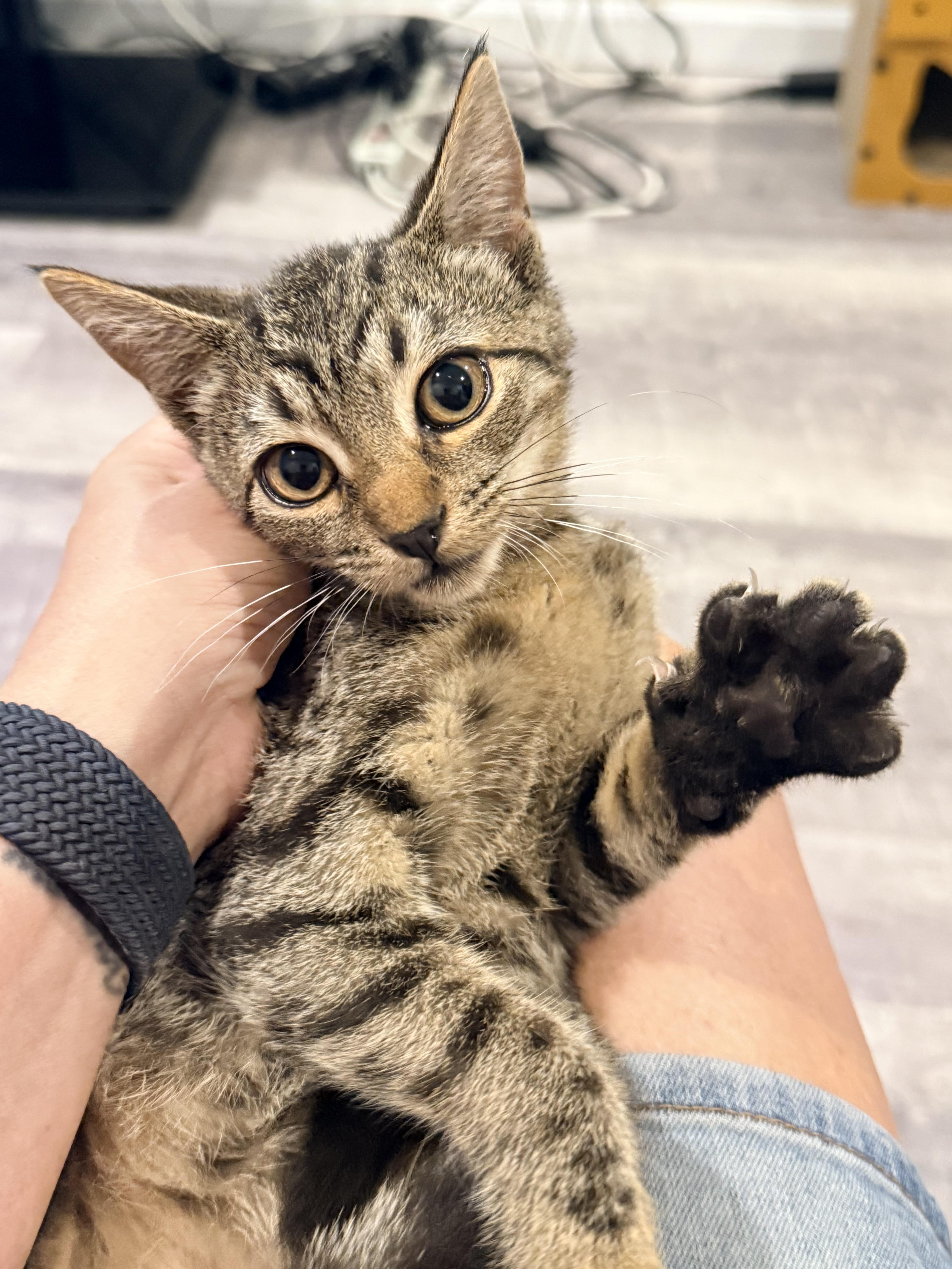 A baby medium-sized female Tabby (Buff / Tan / Fawn) Domestic Short Hair cat named Stella for adoption in Staten Island, NY