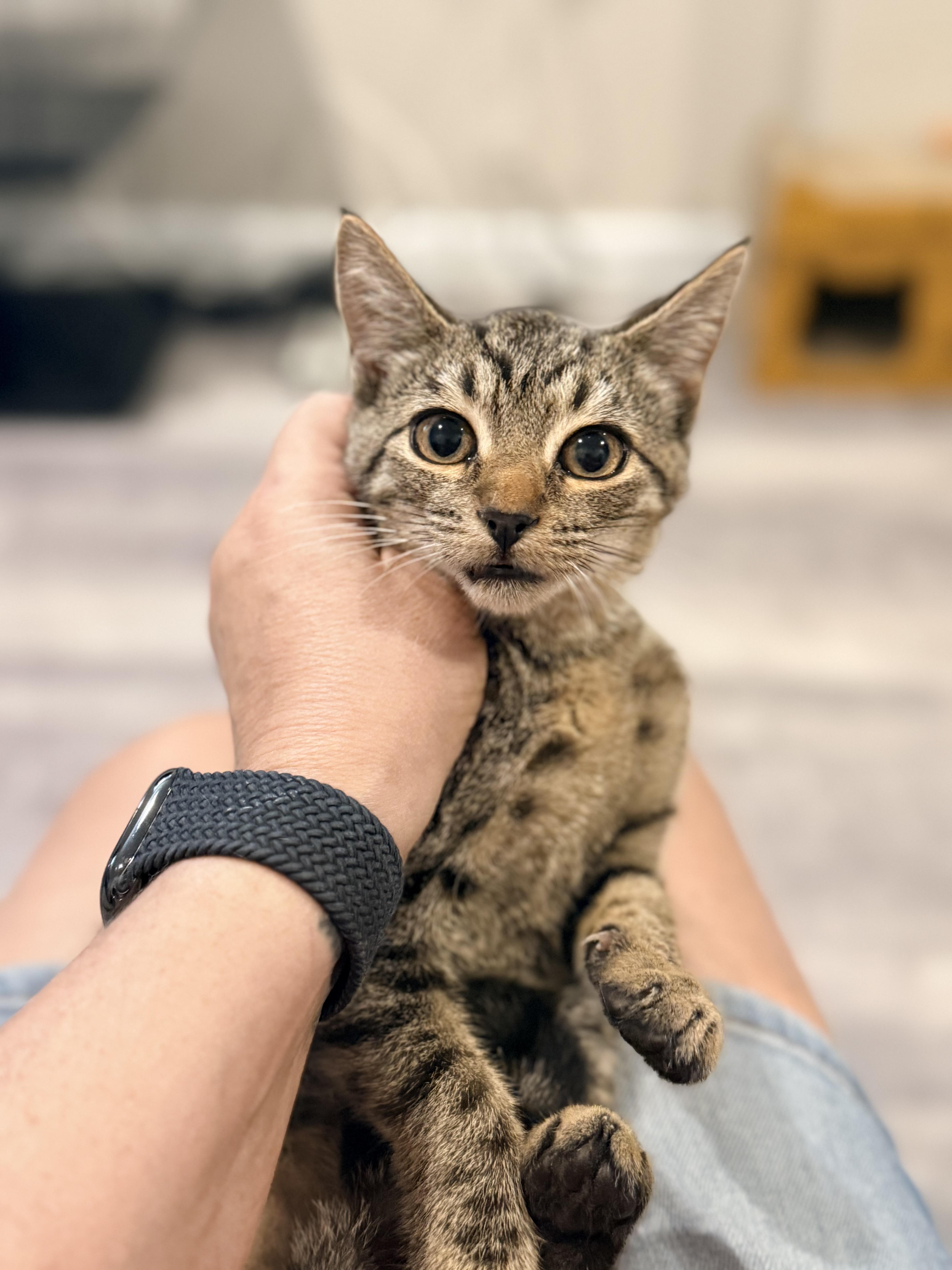 Stella thumbnail 3
