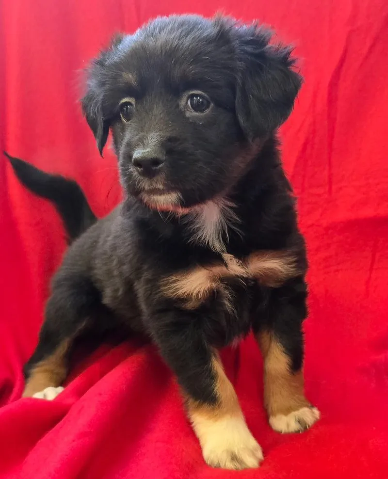 A baby medium-sized female Mixed Breed dog named Matilda for adoption in Murphysboro, IL