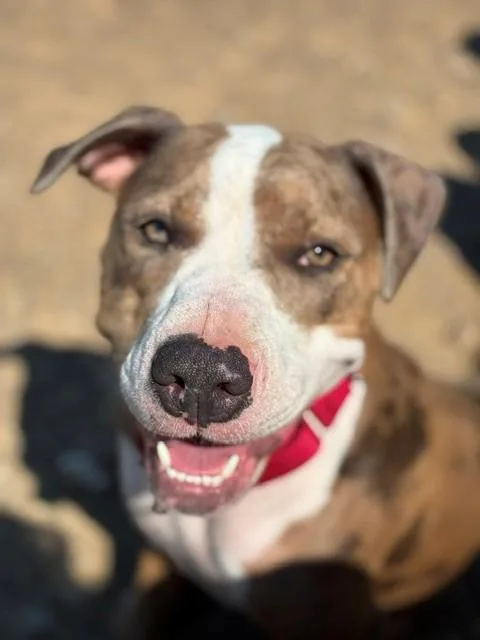 A young medium-sized female Golden American Staffordshire Terrier dog named Sophie for adoption in Augusta, WV