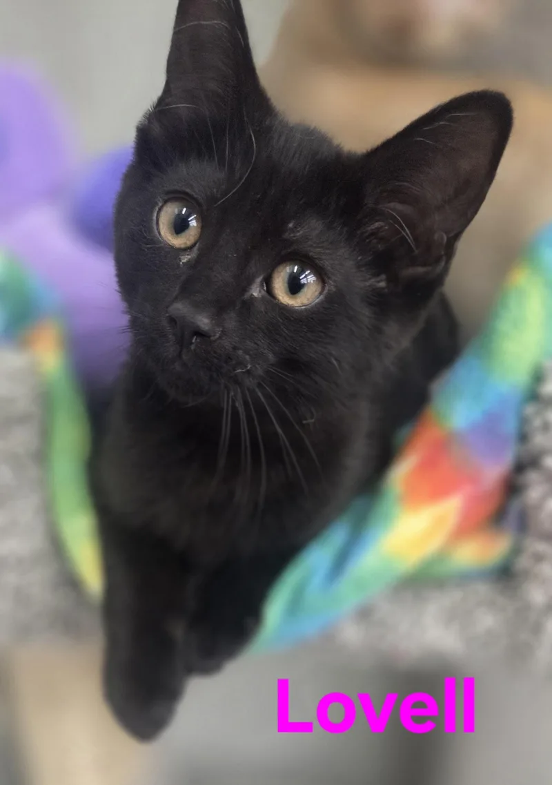 A baby small-sized female Black Domestic Short Hair cat named Lovell And Aldrin for adoption in Brighton, MI