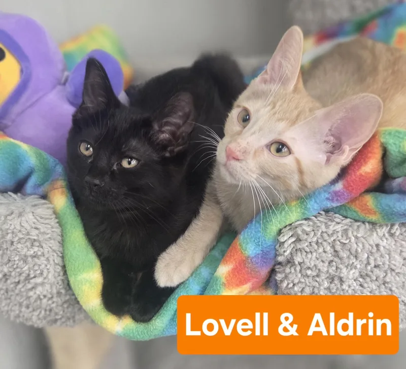 Lovell And Aldrin thumbnail 2