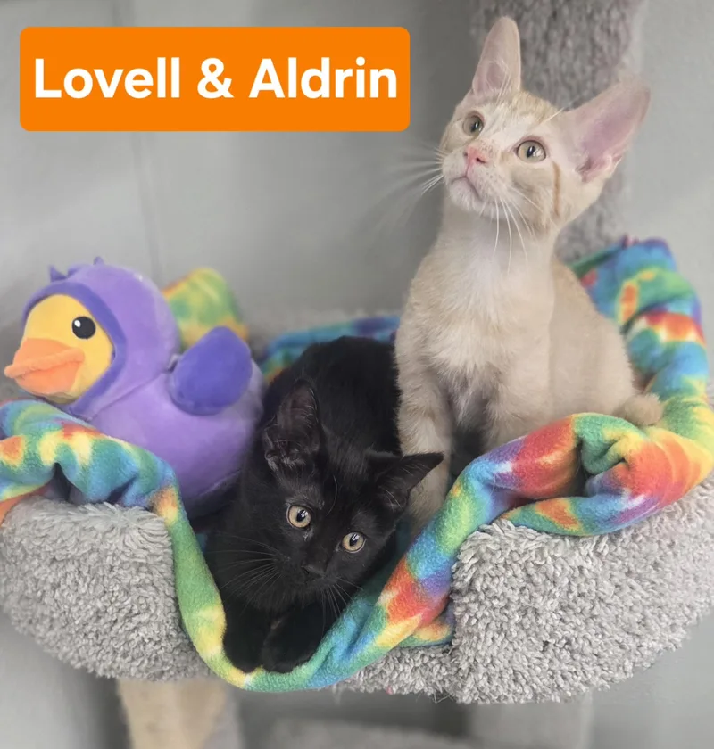Lovell And Aldrin thumbnail 3