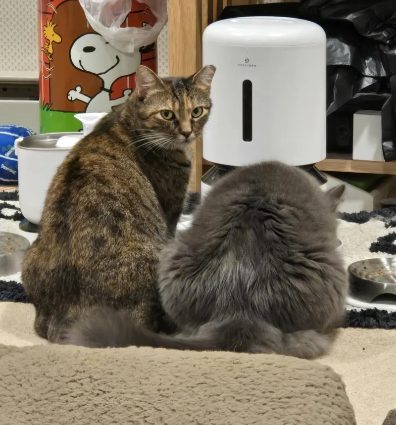An adult medium-sized female Tortoiseshell Domestic Short Hair cat named Kalimotxo for adoption in Lemoyne, PA