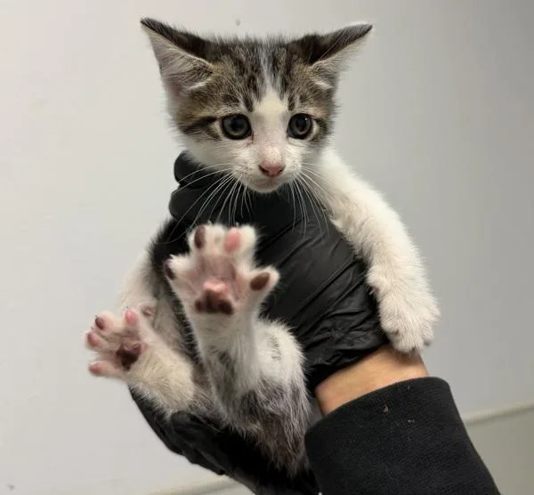A baby small-sized female Domestic Short Hair cat named Brin The Th for adoption in Oceanside, CA