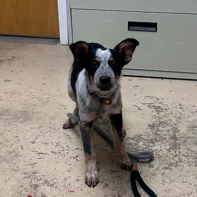 A baby small-sized female Black Australian Cattle Dog / Blue Heeler dog named Sundae for adoption in Pekin, IL