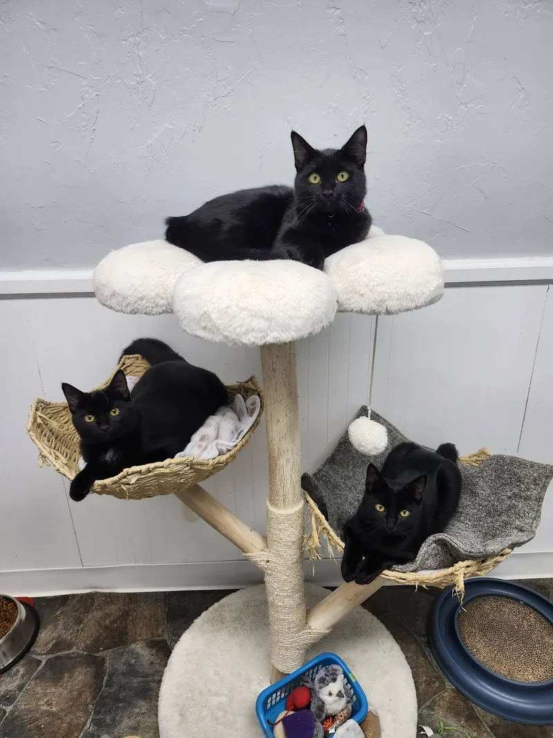 A young medium-sized male Domestic Short Hair cat named Espresso for adoption in McDonald, PA