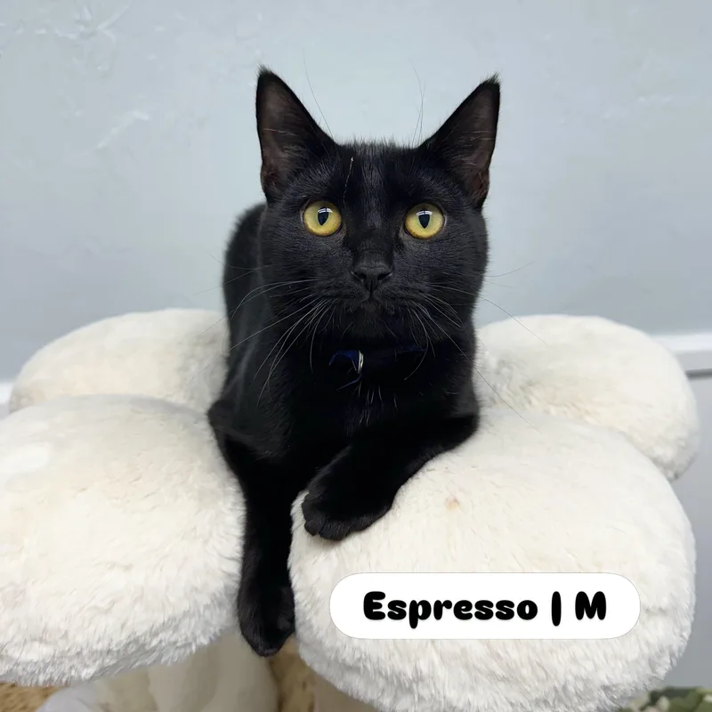 Espresso thumbnail 2