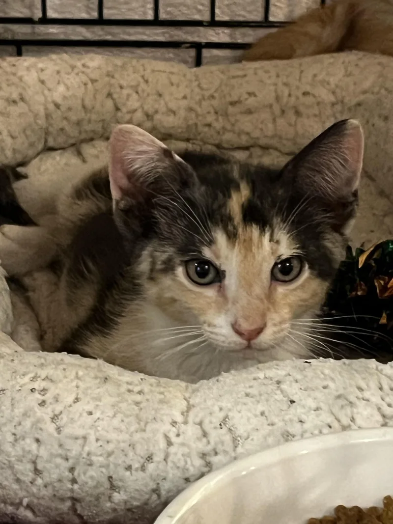 A baby medium-sized female Tortoiseshell American Shorthair cat named Chrissy for adoption in Boca Raton, FL