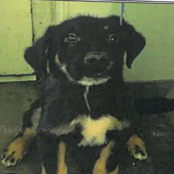 A baby small-sized male Black German Shepherd Dog dog named Kratos A for adoption in Mission Hills, CA