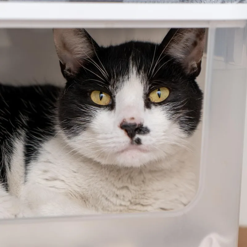 An adult large-sized female Black Domestic Short Hair cat named Roja for adoption in New York, NY