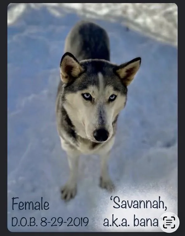 An adult medium-sized female Siberian Husky dog named Savannah for adoption in Stratham, NH