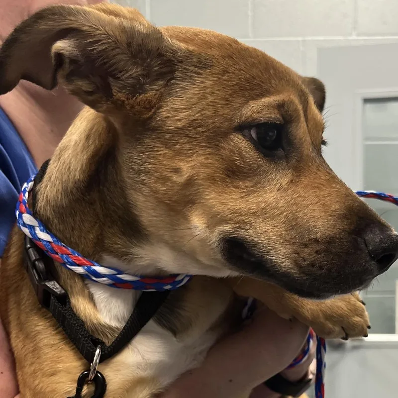 A baby medium-sized female Apricot / Beige Mixed Breed dog named Cuttlefish for adoption in Greensboro, NC