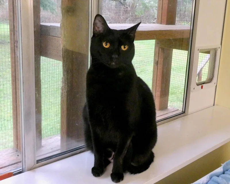 A young large-sized female Black American Shorthair cat named Trudy for adoption in Vashon Island, WA