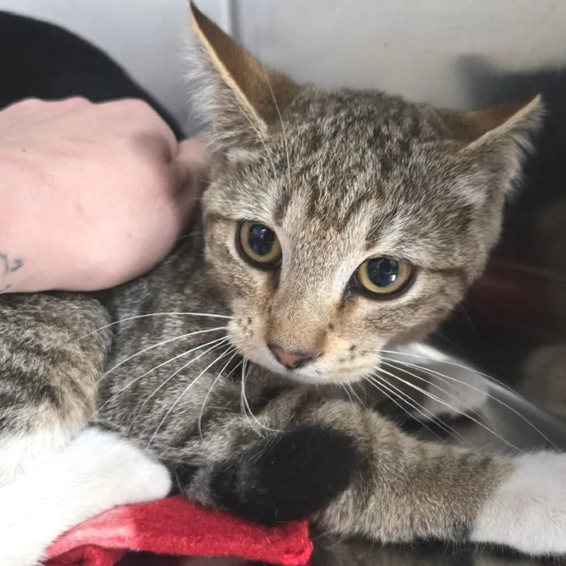 A baby small-sized female Brown / Chocolate Domestic Short Hair cat named Princess Leia for adoption in Idaho Falls, ID