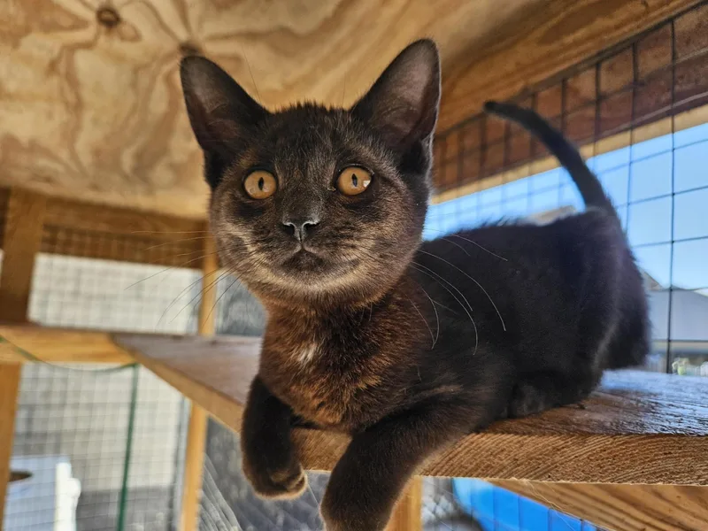A young medium-sized female Domestic Short Hair cat named Nyx for adoption in Orangeburg, SC