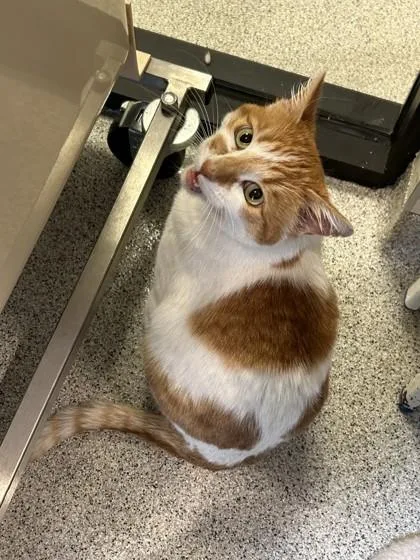 A senior medium-sized female Orange & White Domestic Short Hair cat named Dotty for adoption in Hamilton, MT