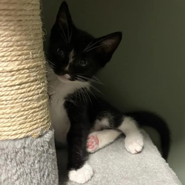 Rice Krispies thumbnail 2