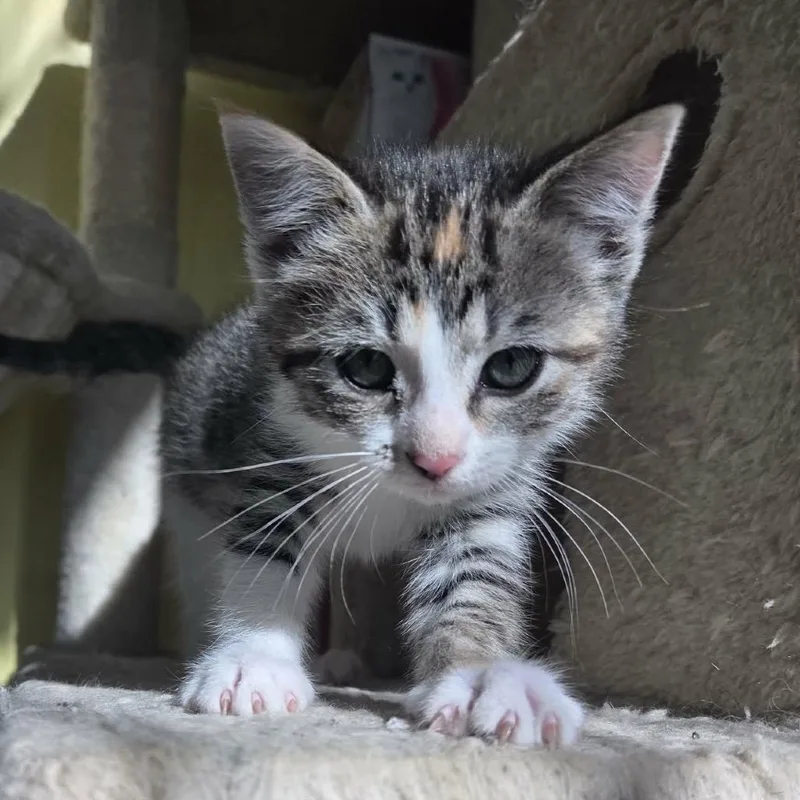 A baby small-sized female Torbie Domestic Short Hair cat named Joakina for adoption in Fredericksburg, VA