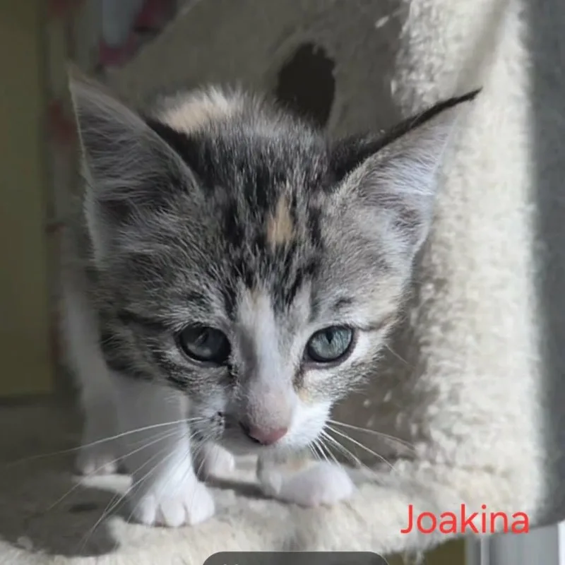 Joakina thumbnail 3