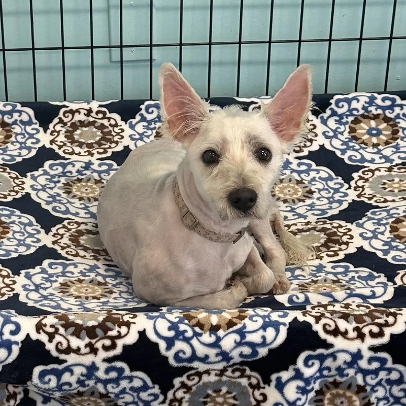 An adult small-sized female White / Cream Terrier dog named Blessing for adoption in Houston, TX