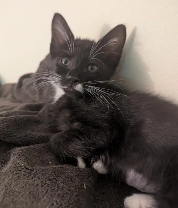 A young medium-sized male Black & White / Tuxedo Domestic Medium Hair cat named Flatley for adoption in Marietta, GA