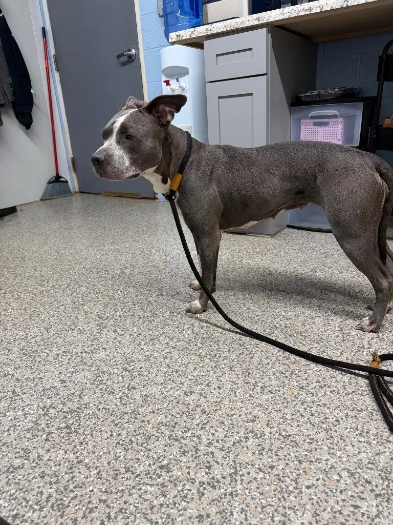 An adult large-sized female Pit Bull Terrier dog named Zoe for adoption in Blountville, TN