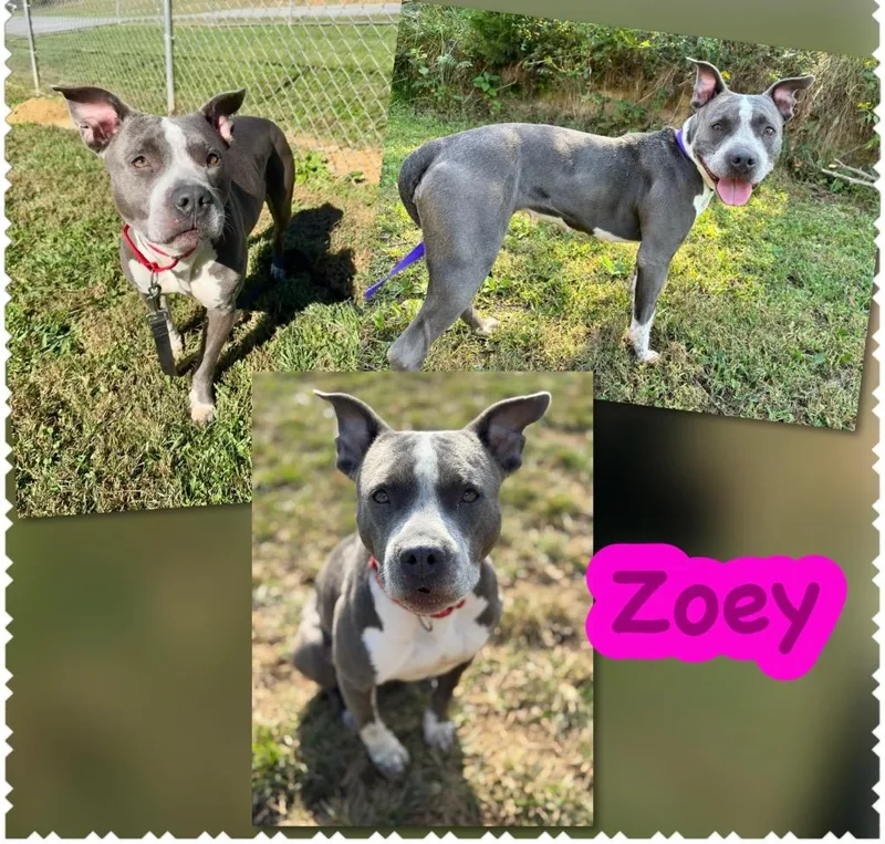Zoe thumbnail 2