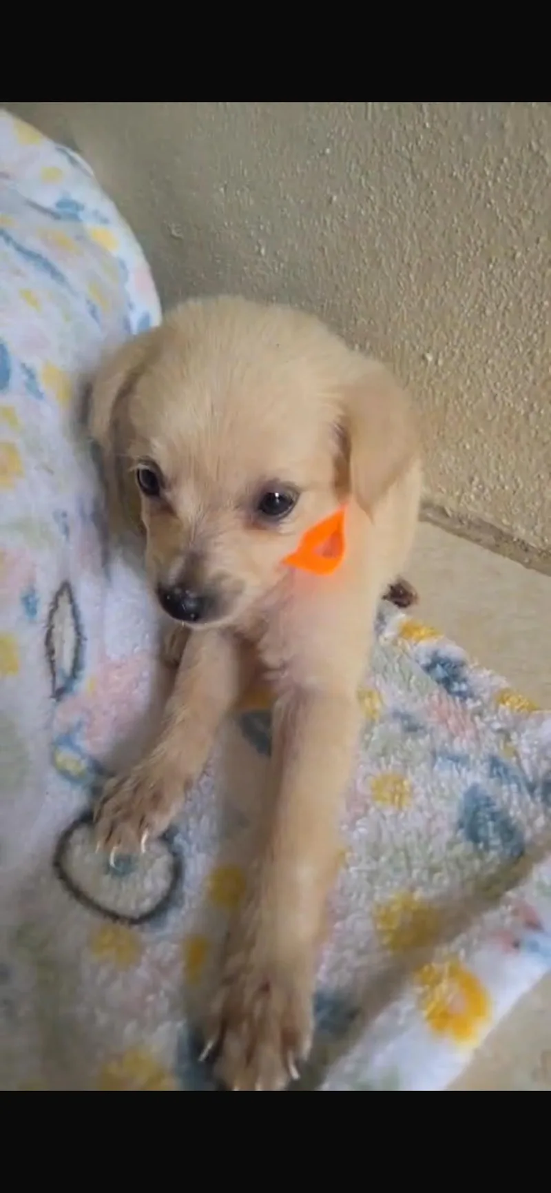 A baby small-sized female Chihuahua dog named Briana for adoption in Virginia Beach, VA