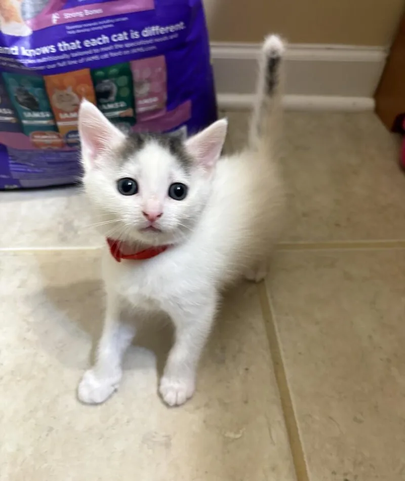 A baby small-sized male Gray & White Domestic Short Hair cat named Hawk for adoption in Mooresville, NC