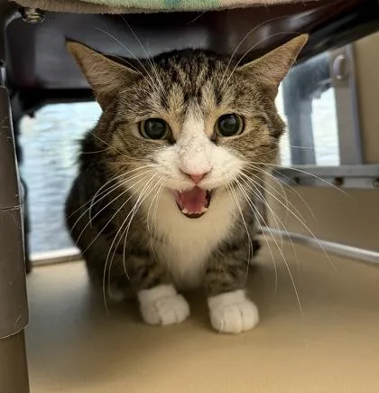 A young medium-sized male Domestic Short Hair cat named Sir Yappalot for adoption in Dubuque, IA