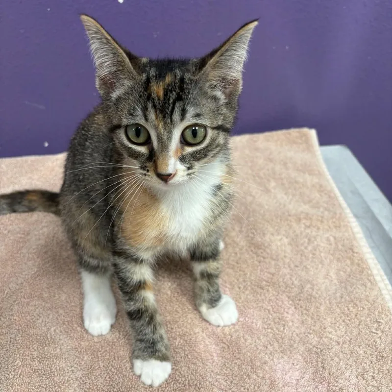 A baby small-sized female Domestic Short Hair cat named Elani for adoption in Englewood, FL