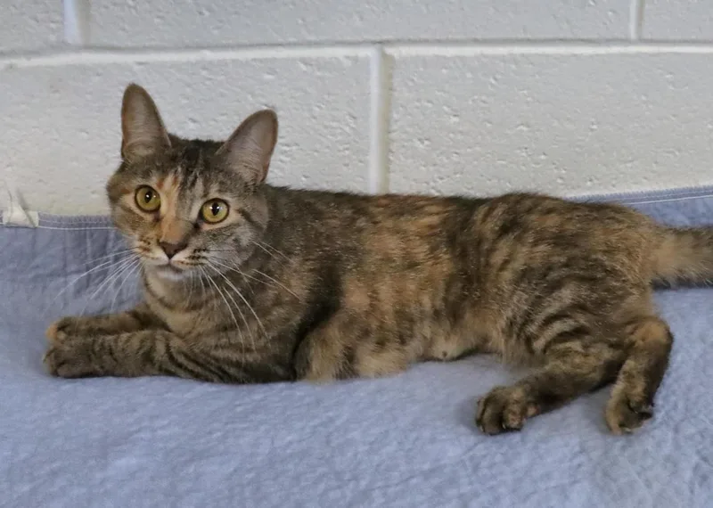 A young medium-sized female Dilute Tortoiseshell cat named Yoko for adoption in Euclid, OH