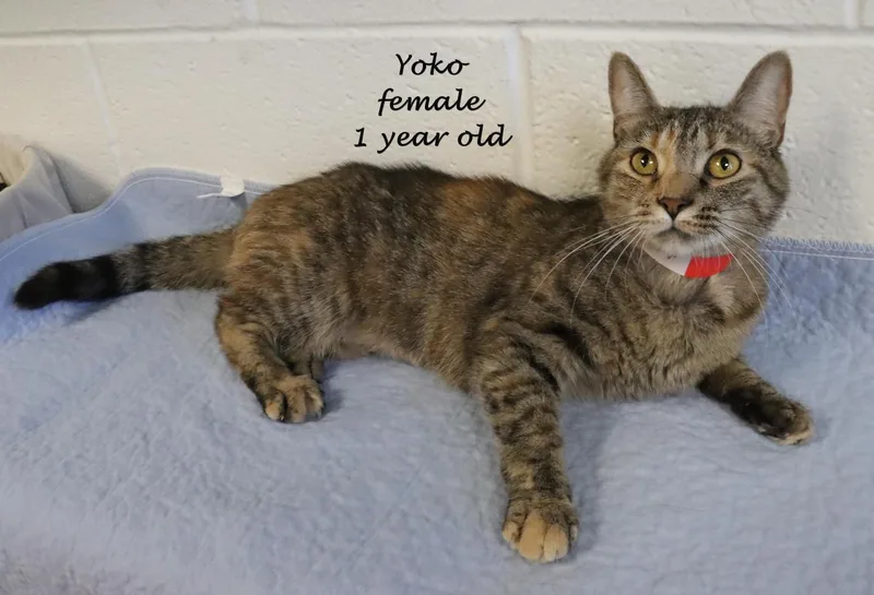 Yoko thumbnail 4