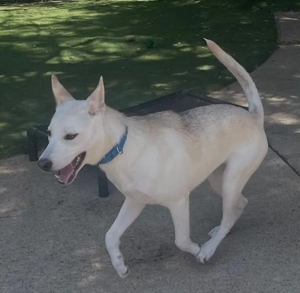 A baby large-sized female German Shepherd Dog dog named Anka for adoption in Dallas, TX