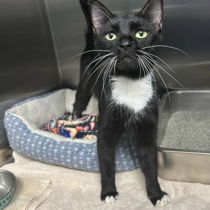 A young medium-sized female Black Domestic Short Hair cat named Merlot for adoption in Attica, NY