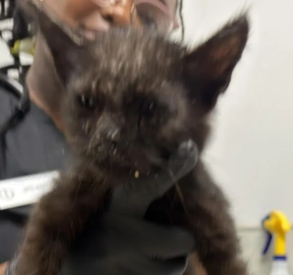 A baby small-sized male Domestic Short Hair cat named Dante for adoption in San Diego, CA