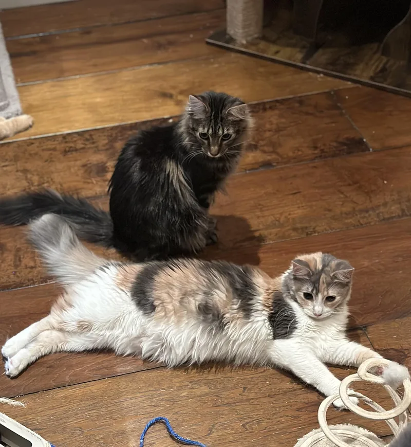 A baby medium-sized female Domestic Long Hair cat named Rainbow Sherbet for adoption in Los Gatos, CA