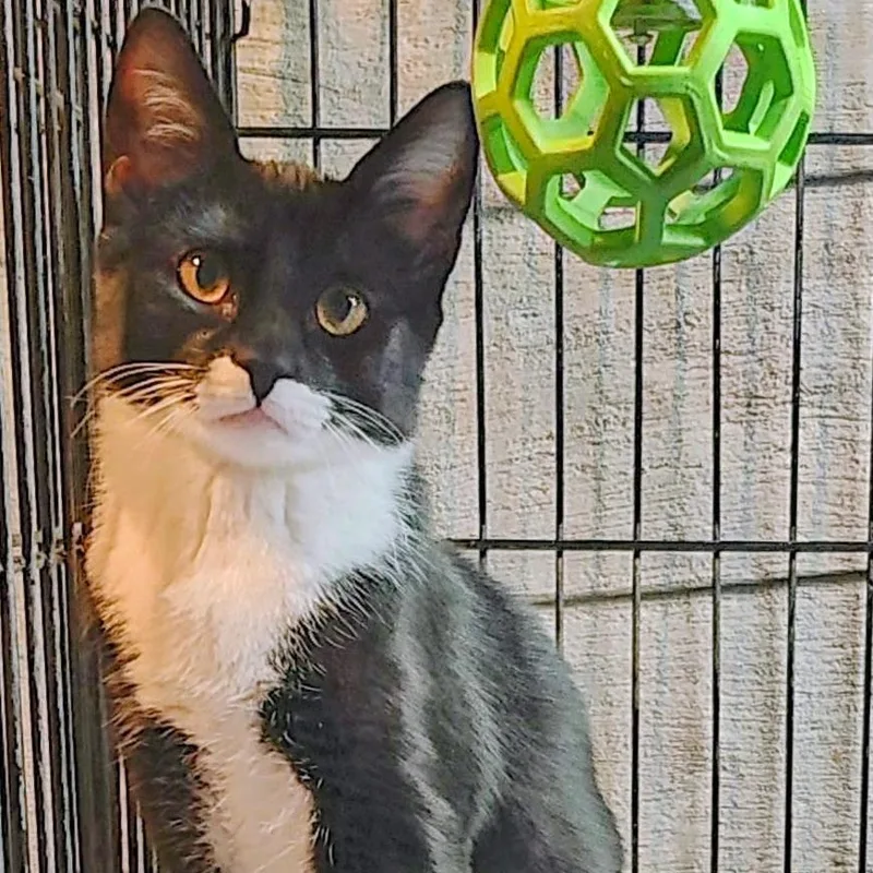 A young medium-sized female Black & White / Tuxedo Domestic Short Hair cat named Evie for adoption in Lisbon, CT