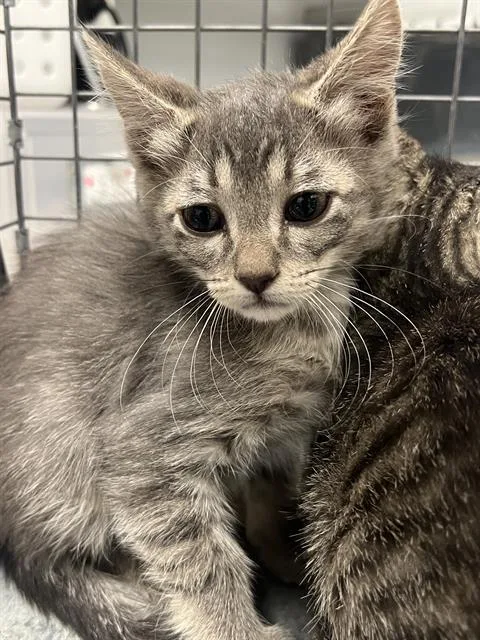 A baby small-sized female Domestic Short Hair cat named A for adoption in Las Vegas, NV