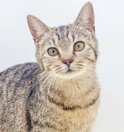 A baby small-sized female Tabby (Brown / Chocolate) Bengal cat named Lila Is So Darn for adoption in Bedford Hills, NY