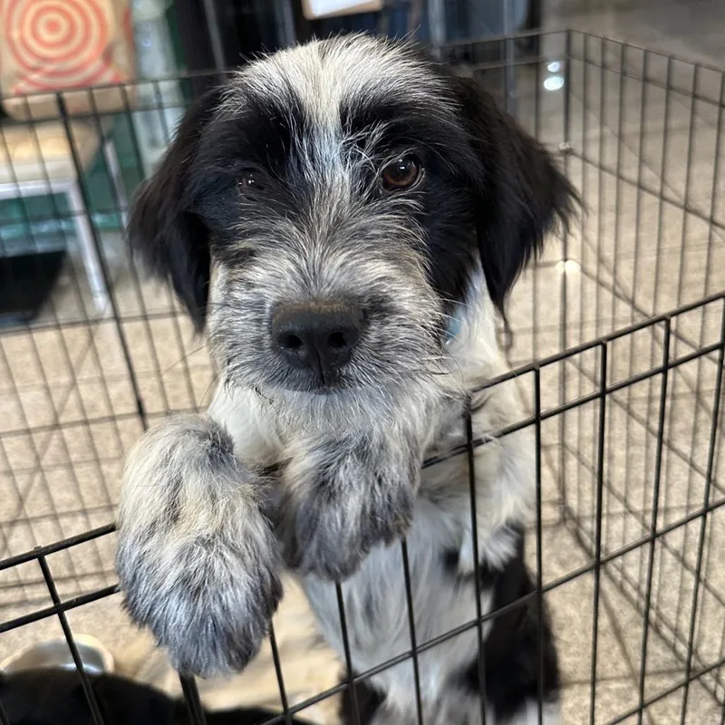 A young small-sized male Black Terrier dog named B.j. for adoption in San Francisco, CA