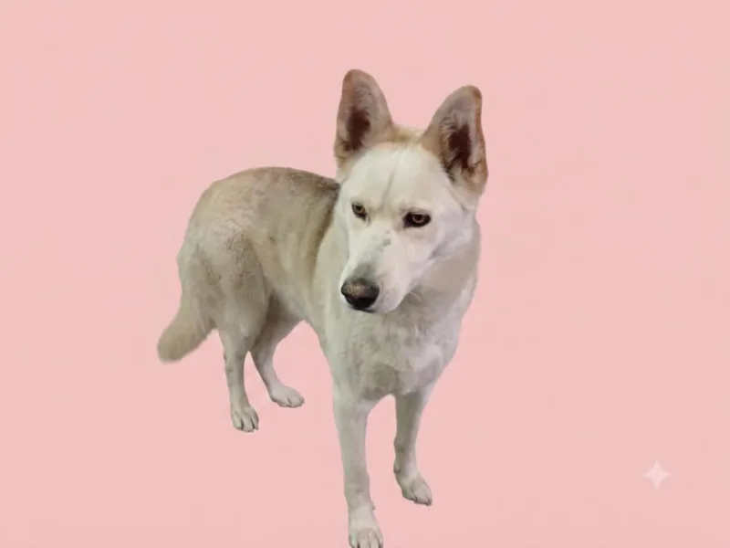 An adult large-sized female Husky dog named Luna for adoption in Los Angeles, CA