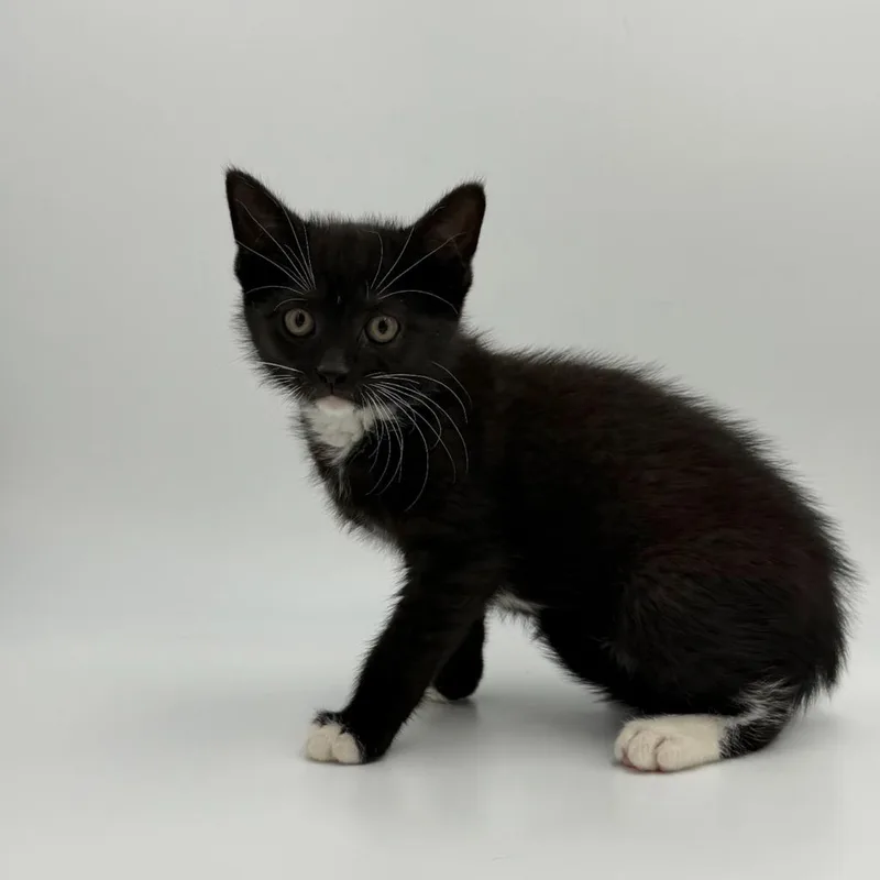 A baby medium-sized male Domestic Short Hair cat named Highway Jones for adoption in State College, PA