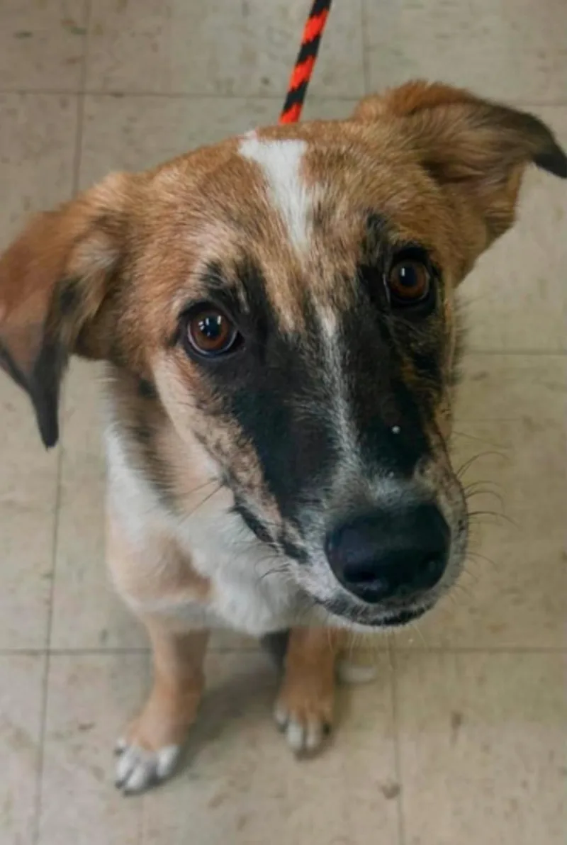 A young small-sized male Yellow / Tan / Blond / Fawn Collie dog named Merlin D for adoption in Princeton, MN