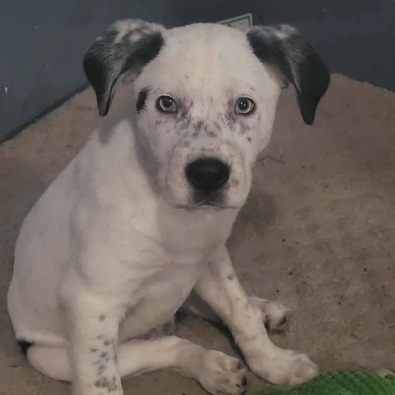 A young medium-sized male Black Catahoula Leopard Dog dog named Jake for adoption in Unionville, CT