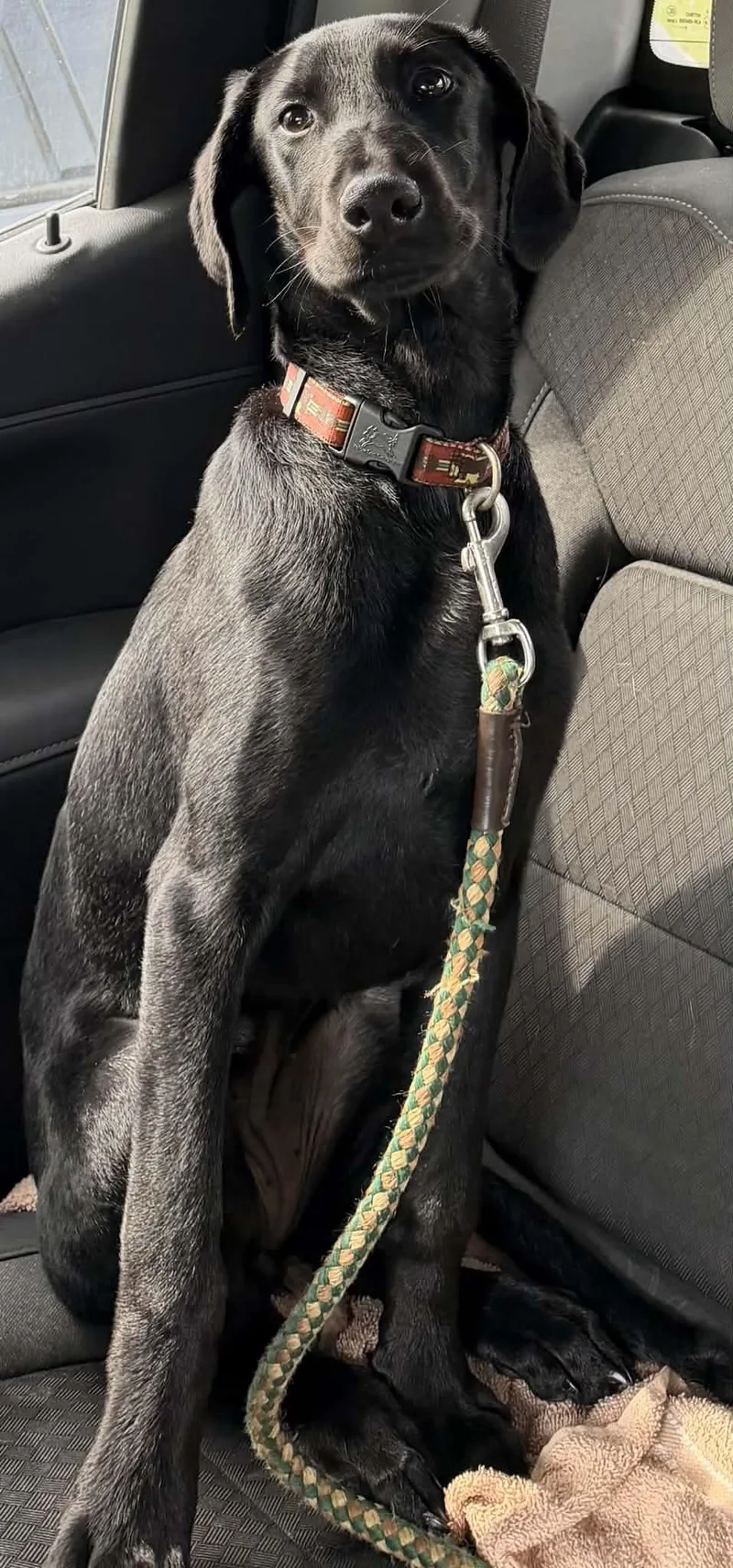 A young large-sized female Labrador Retriever dog named Joda for adoption in Holly Springs, NC