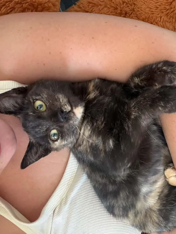 A baby small-sized female Tortoiseshell Domestic Short Hair cat named Shalya for adoption in Beverly Hills, CA